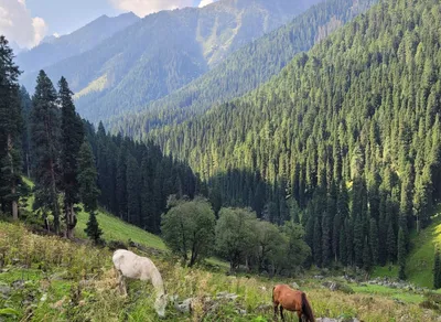 Unleash Your Inner Adventurer with Raven Trekker: Explore the World like Never Before