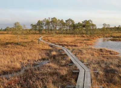 Find Your Perfect Trail Buddy Trekking Pole