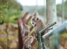 Maximize Your Trekking Pole's Lifespan with Durable Rubber Tips