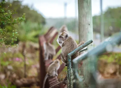 Maximize Your Trekking Pole's Lifespan with Durable Rubber Tips