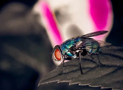 Unlock Adventure with Fly Trekker Helmet: Your Ultimate Off-Road Companion!